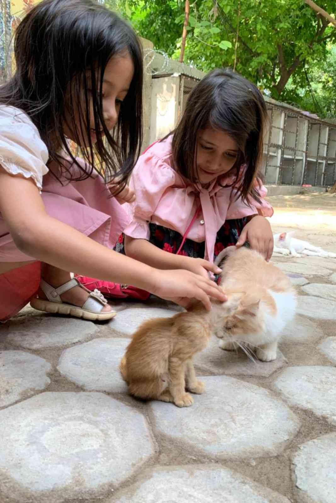 stray pet in islamabad