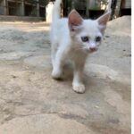 cat adoption islamabad