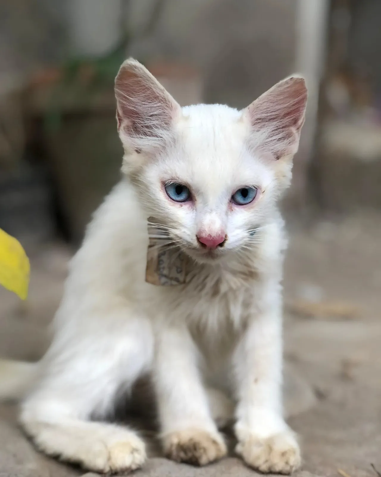 Animal Welfare NGO in Pakistan