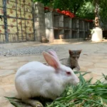 pet rescue