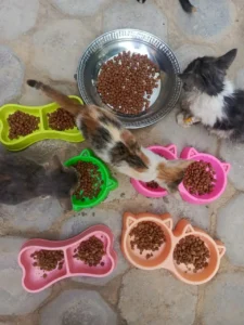pets food islamabad