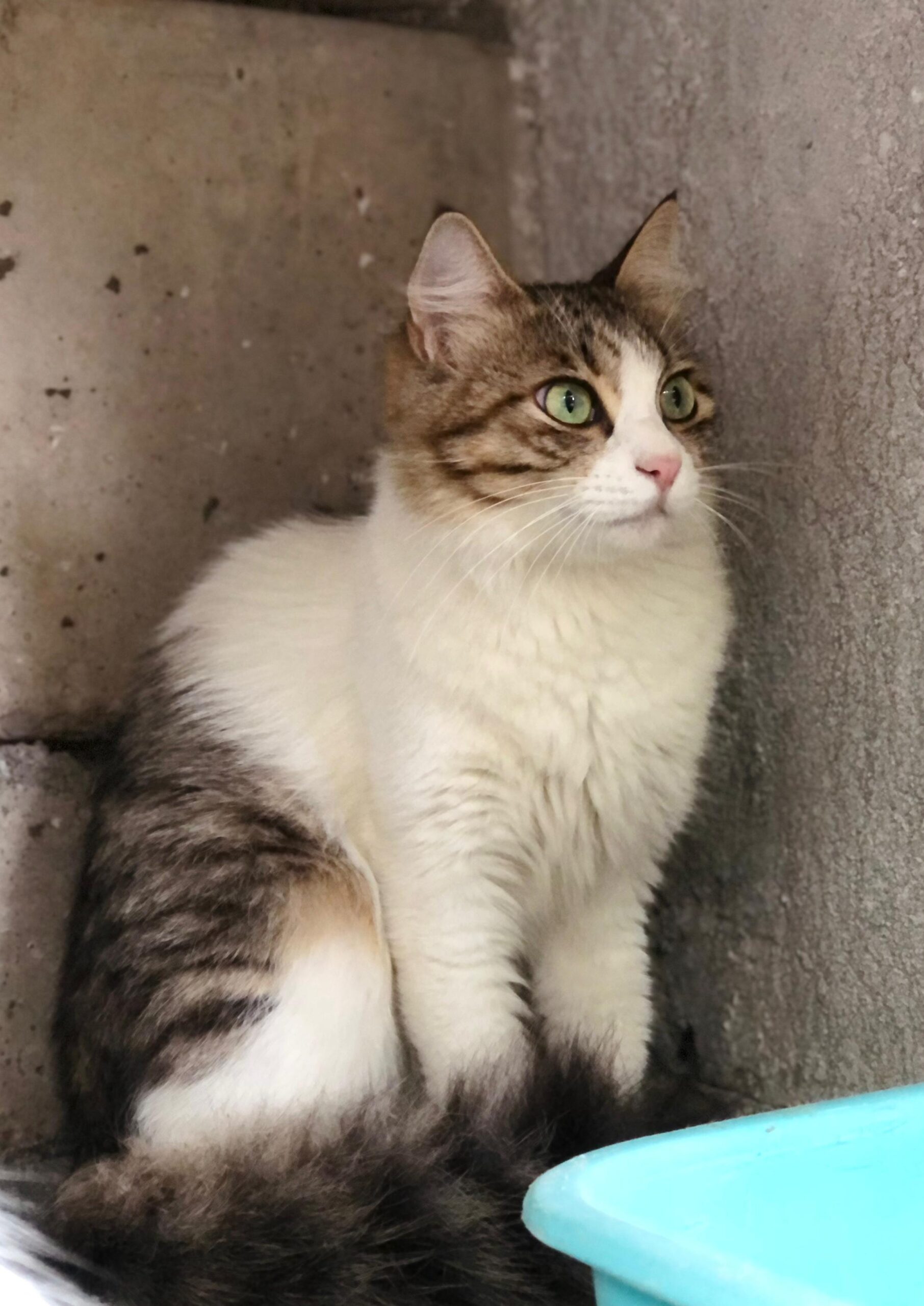 best pet ngo pakistan