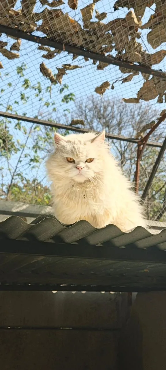 Persian Cat